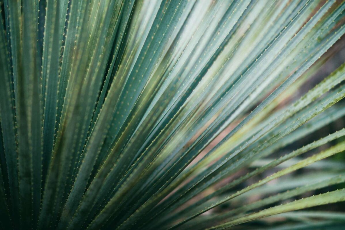 tropical-garden-ungasan
